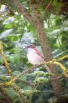 Passer domesticus