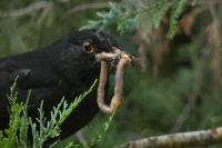 Turdus merula