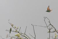 Merops apiaster