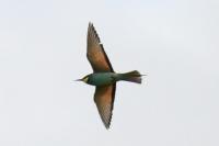 Merops apiaster