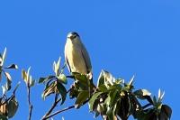 Nycticorax nycticorax