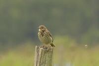 Anthus trivialis