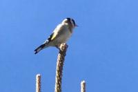 Carduelis carduelis