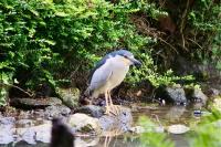 Nycticorax nycticorax