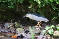 Nycticorax nycticorax