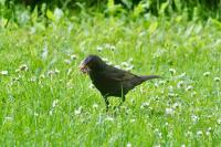 Turdus merula