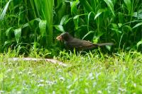 Turdus merula