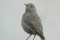 Phoenicurus ochruros