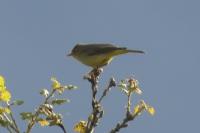 Hippolais polyglotta