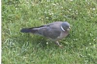 Columba palumbus