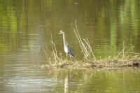 Ardea cinerea