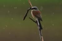 Lanius collurio