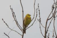 Emberiza citrinella