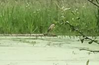 Nycticorax nycticorax