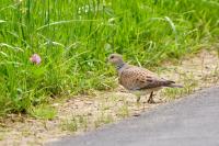 Streptopelia turtur