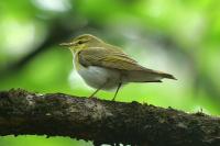 Phylloscopus sibilatrix