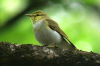 Phylloscopus sibilatrix