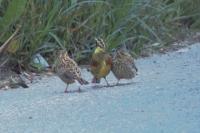 Emberiza cirlus