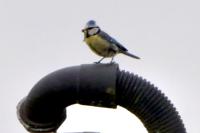 Cyanistes caeruleus