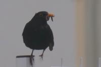 Turdus merula