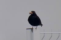 Turdus merula