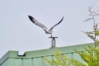 Larus michahellis
