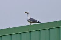 Larus michahellis