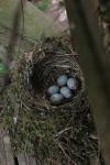 Turdus merula