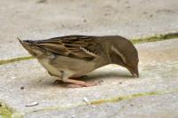 Passer domesticus