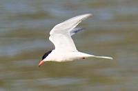 Sterna hirundo