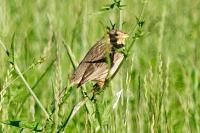 Emberiza calandra