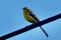 Motacilla flava