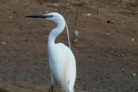 Egretta garzetta