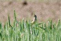 Motacilla flava
