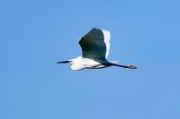 Egretta garzetta