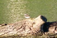 Actitis hypoleucos