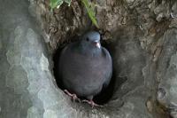Columba oenas
