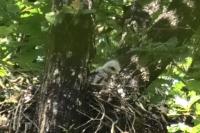 Buteo buteo