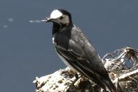 Motacilla alba