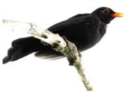 Turdus merula