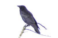 Corvus corone