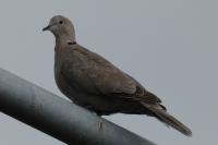 Streptopelia decaocto