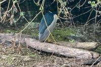 Nycticorax nycticorax