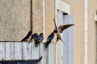 Hirundo rustica