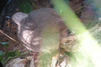 Phoenicurus ochruros