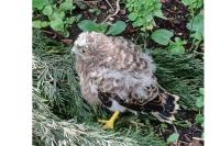 Falco tinnunculus
