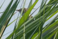 Acrocephalus scirpaceus