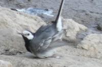 Motacilla alba