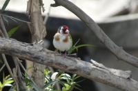 Carduelis carduelis