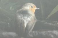 Erithacus rubecula